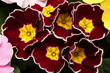 Beautiful primula (primrose) plant with burgundy flowers, above view. Spring blossom