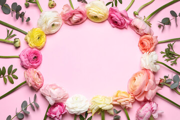 Fototapeta na wymiar Frame of beautiful ranunculus flowers on pink background, flat lay. Space for text