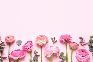 Beautiful ranunculus flowers on light pink background, flat lay. Space for text - obrazy, fototapety, plakaty