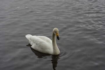 Obraz premium 厳しい寒さを避けて越冬で飛来地へと渡ってきた、美しい白い羽毛のオオハクチョウ