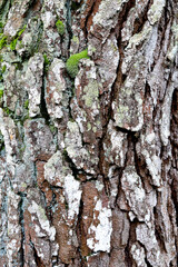 Tree bark texture - background