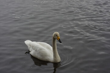 Obraz premium 厳しい寒さを避けて越冬で飛来地へと渡ってきた、美しい白い羽毛のオオハクチョウ