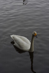 Obraz premium 厳しい寒さを避けて越冬で飛来地へと渡ってきた、美しい白い羽毛のオオハクチョウ