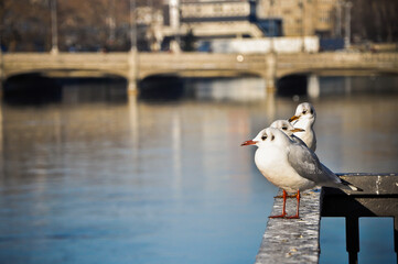 Zurich, Switzerland - January 17, 2012: Birds at Zurich Old Town close to Limmat River