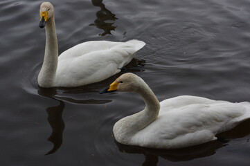 Obraz premium 厳しい寒さを避けて越冬で飛来地へと渡ってきた、美しい白い羽毛のオオハクチョウ