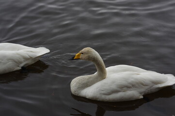 Naklejka premium 厳しい寒さを避けて越冬で飛来地へと渡ってきた、美しい白い羽毛のオオハクチョウ