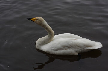 Obraz premium 厳しい寒さを避けて越冬で飛来地へと渡ってきた、美しい白い羽毛のオオハクチョウ