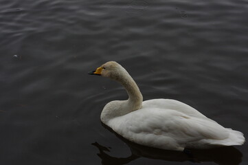 厳しい寒さを避けて越冬で飛来地へと渡ってきた、美しい白い羽毛のオオハクチョウ