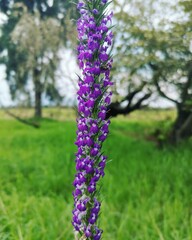 Flor violeta de primavera por la mañana