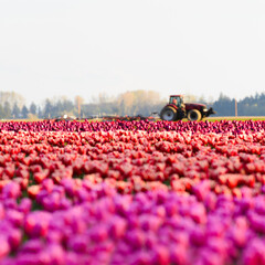 Candy Farmer