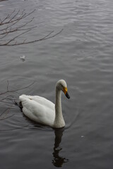 Obraz premium 厳しい寒さを避けて越冬で飛来地へと渡ってきた、美しい白い羽毛のオオハクチョウ