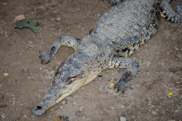 Cocodrilos de Tumbes