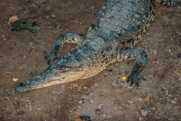 Cocodrilos de Tumbes