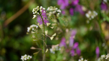 wild flowers in spring