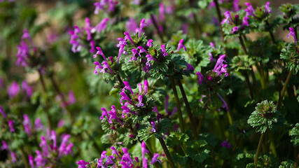 flowers in the garden