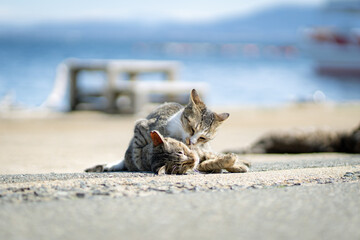 猫〜じゃれあい〜