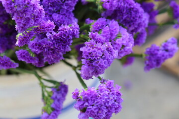 Pink limonium and green branches，Limonium sinense (Girard) Kuntze
