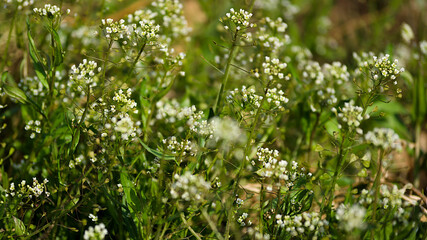 grass in spring