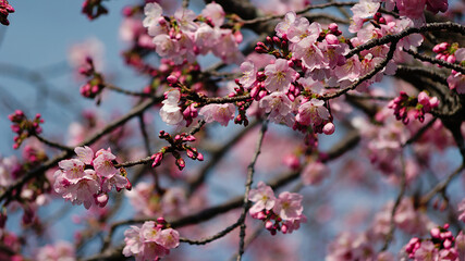 pink cherry blossoms