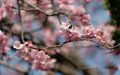 cherry blossom