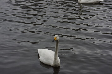 Obraz premium 厳しい寒さを避けて越冬で飛来地へと渡ってきた、美しい白い羽毛のオオハクチョウ