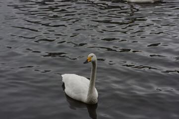 Fototapeta premium 厳しい寒さを避けて越冬で飛来地へと渡ってきた、美しい白い羽毛のオオハクチョウ
