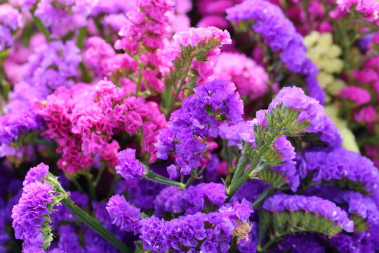 Pink limonium and green branches，Limonium sinense (Girard) Kuntze
