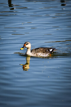 duck in the water