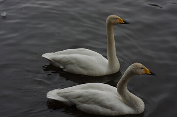 厳しい寒さを避けて越冬で飛来地へと渡ってきた、美しい白い羽毛のオオハクチョウ