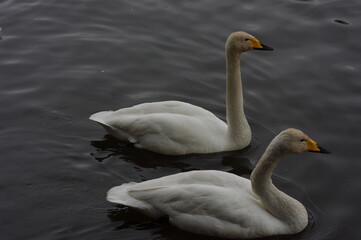 Obraz premium 厳しい寒さを避けて越冬で飛来地へと渡ってきた、美しい白い羽毛のオオハクチョウ
