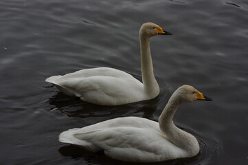 Obraz premium 厳しい寒さを避けて越冬で飛来地へと渡ってきた、美しい白い羽毛のオオハクチョウ