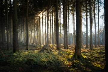 In einem Fichtenwald kurz vor einer Lichtung mit Sonnenstrahlen im Bückeberg, bei Stadthagen in Niedersachsen