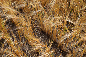 Looking down at rows of ripe barley heads