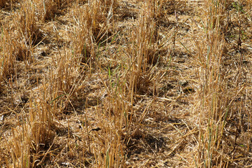 Looking down at harvested barely rows in a field