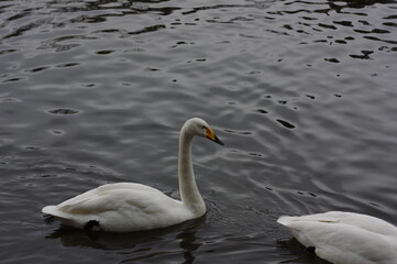 Fototapeta premium 厳しい寒さを避けて越冬で飛来地へと渡ってきた、美しい白い羽毛のオオハクチョウ