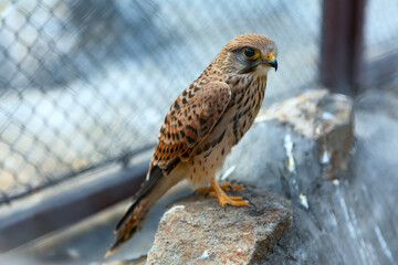 Hawk in a cage . Predator bird in the zoo 