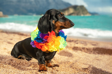 Cute dachshund puppy wearing artificial colored Hawaiian flower wreath around its neck sits on...