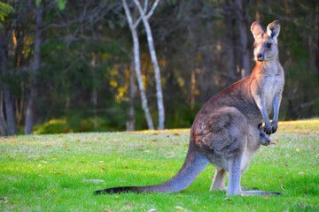 Naklejka na ściany i meble Mother kangaroo with baby Joey