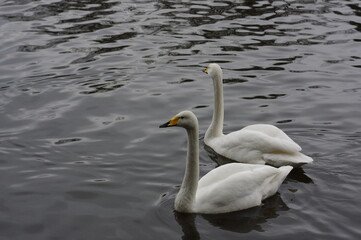 Obraz premium 厳しい寒さを避けて越冬で飛来地へと渡ってきた、美しい白い羽毛のオオハクチョウ