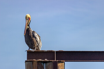 Close up of pelican on Pier in San Francisco Bay