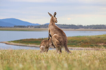 Kangaroo and joey standing in the grass at Lake Wivenhoe, Queensland, Australia