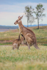 Naklejka na ściany i meble Kangaroo and joey standing in the grass at Lake Wivenhoe, Queensland, Australia