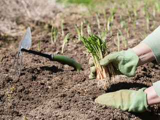 Farmer is planting onion seedlings in the early spring.