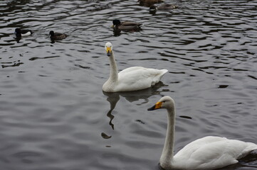 Obraz premium 厳しい寒さを避けて越冬で飛来地へと渡ってきた、美しい白い羽毛のオオハクチョウ