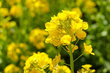 菜の花 アブラナ 花畑 黄色 春 美しい かわいい きれい 鮮やか 可憐 アブラナ