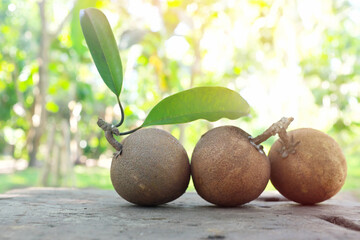 Selective focus of fresh harvest sapodilla or chico tropical fruit with copy space.