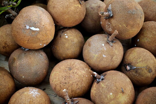 Top view of a pile of fresh harvest sapodilla or chico tropical fruit. 