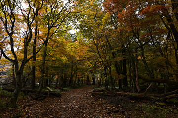 千手ヶ浜～西ノ湖の道