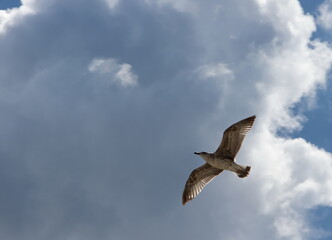 Black Sea gull in the sky over the sea summer