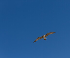 Black Sea gull in the sky over the sea summer